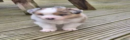 Mixed Breed dogs for sale: Beardie border x blue merle and tri coloured - Advert 27