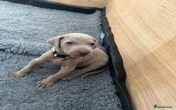 Weimaraner dogs for sale: Exceptional litter of Weimaraner puppies  - Image 31