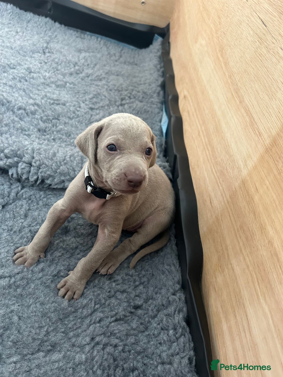 Weimaraner dogs for sale: Exceptional litter of Weimaraner puppies  - Image 31