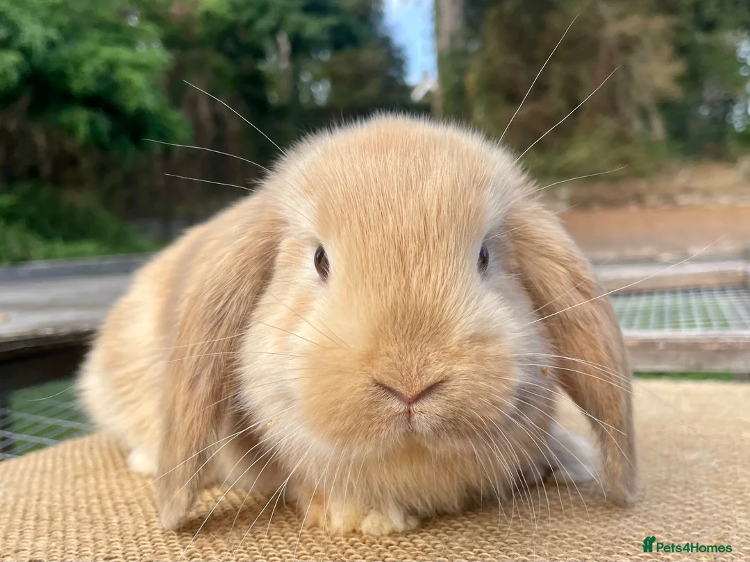 Mini Lop rabbits for sale: Mini Lop babies - Advert 1