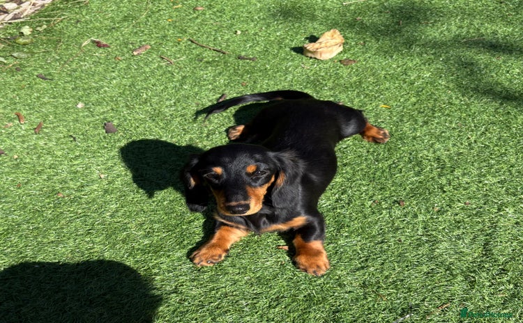 Miniature Dachshund dogs - Advert 1