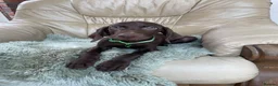 German Shorthaired Pointer dogs for sale: Stunning boy and girls  - Advert 10