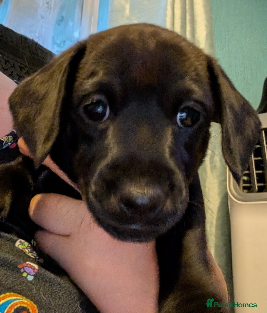 Mixed Breed dogs for sale: Doxie-Dales ready now - Image 12
