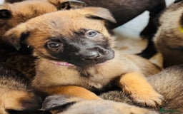 Belgian Shepherd Dog dogs for sale: Skye x Nines very last litter ever! 3B &7G  - Image 26