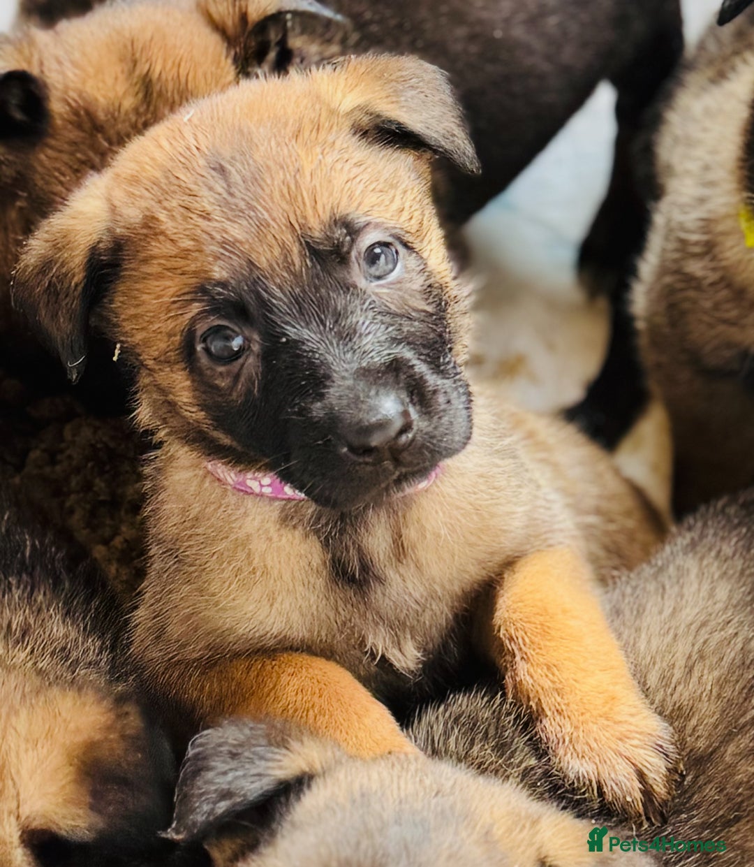 Belgian Shepherd Dog dogs for sale: Skye x Nines very last litter ever! 3B &7G  - Image 26