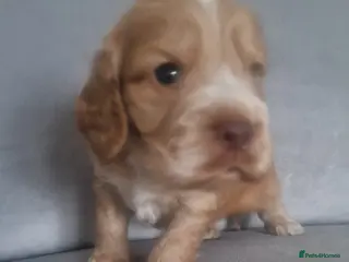 Cocker Spaniel dogs !!KC Registered Beautiful Cocker Spaniels!!! - Advert 2