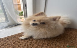 Pomeranian dogs for stud: Pomeranian stud available  - Advert 6