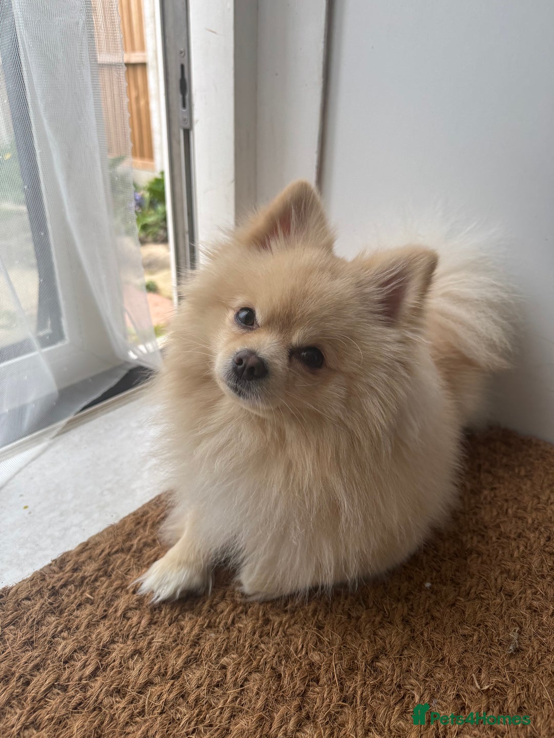 Pomeranian dogs for stud: Pomeranian stud available  - Advert 6