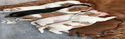 Cockapoo dogs for sale: Stunning F1B Cockapoo’s  in Cramlington - Advert 5