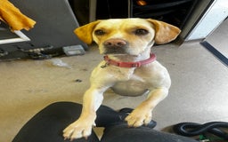 Mixed Breed dogs for sale: Bonnie  - Image 5