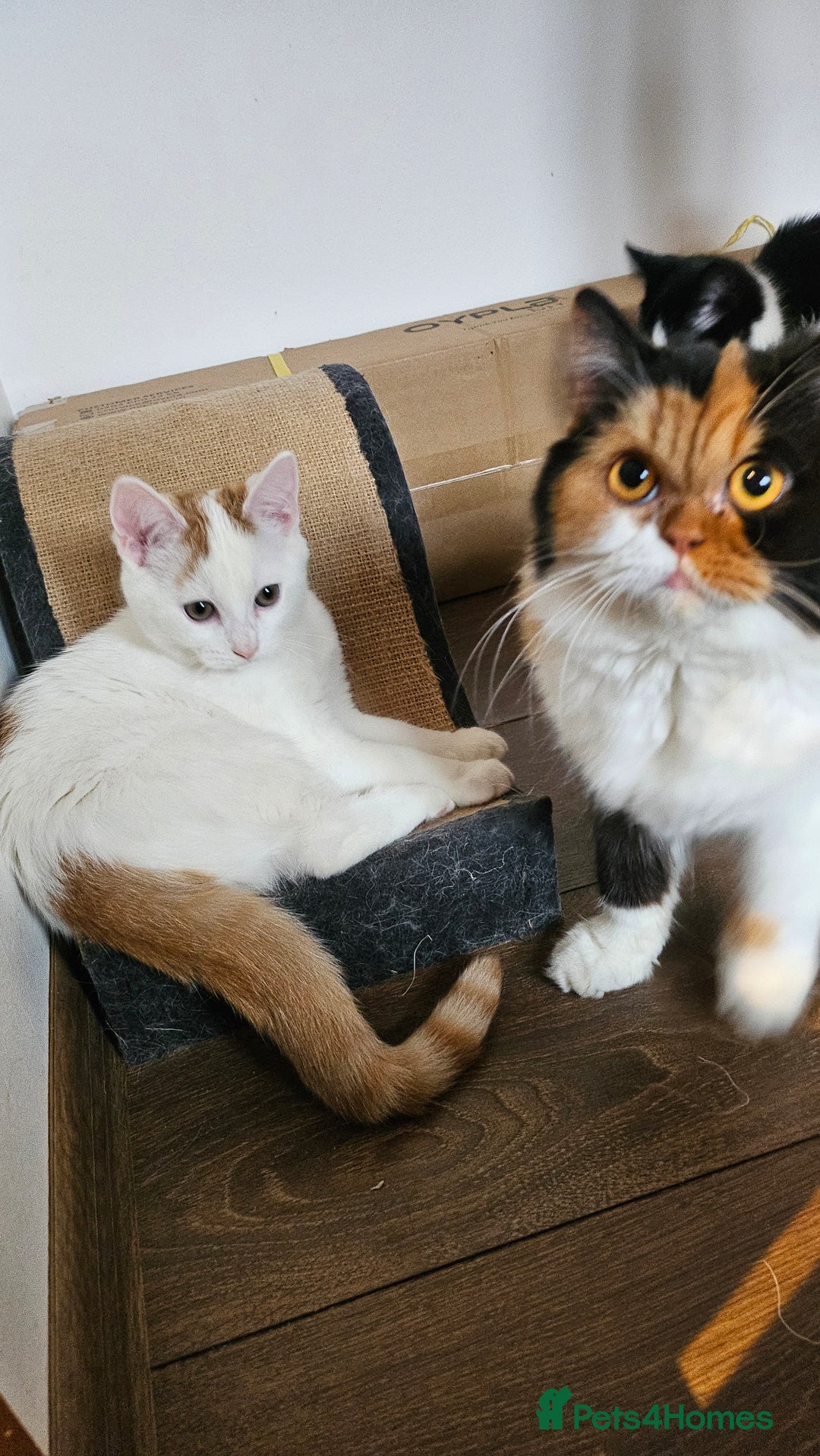 Selkirk Rex cats for sale: Adorable Selkirk Rex Kittens (Straight ) - Image 24