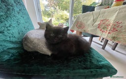 British Shorthair cats for sale: Exceptional BSH kitten, chocolate brown  - Image 7