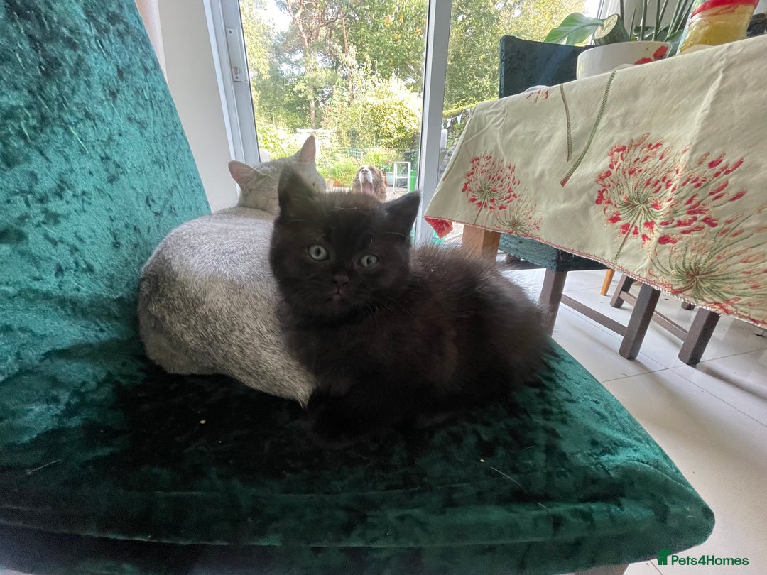 British Shorthair cats for sale: Exceptional BSH kitten, chocolate brown  - Image 7