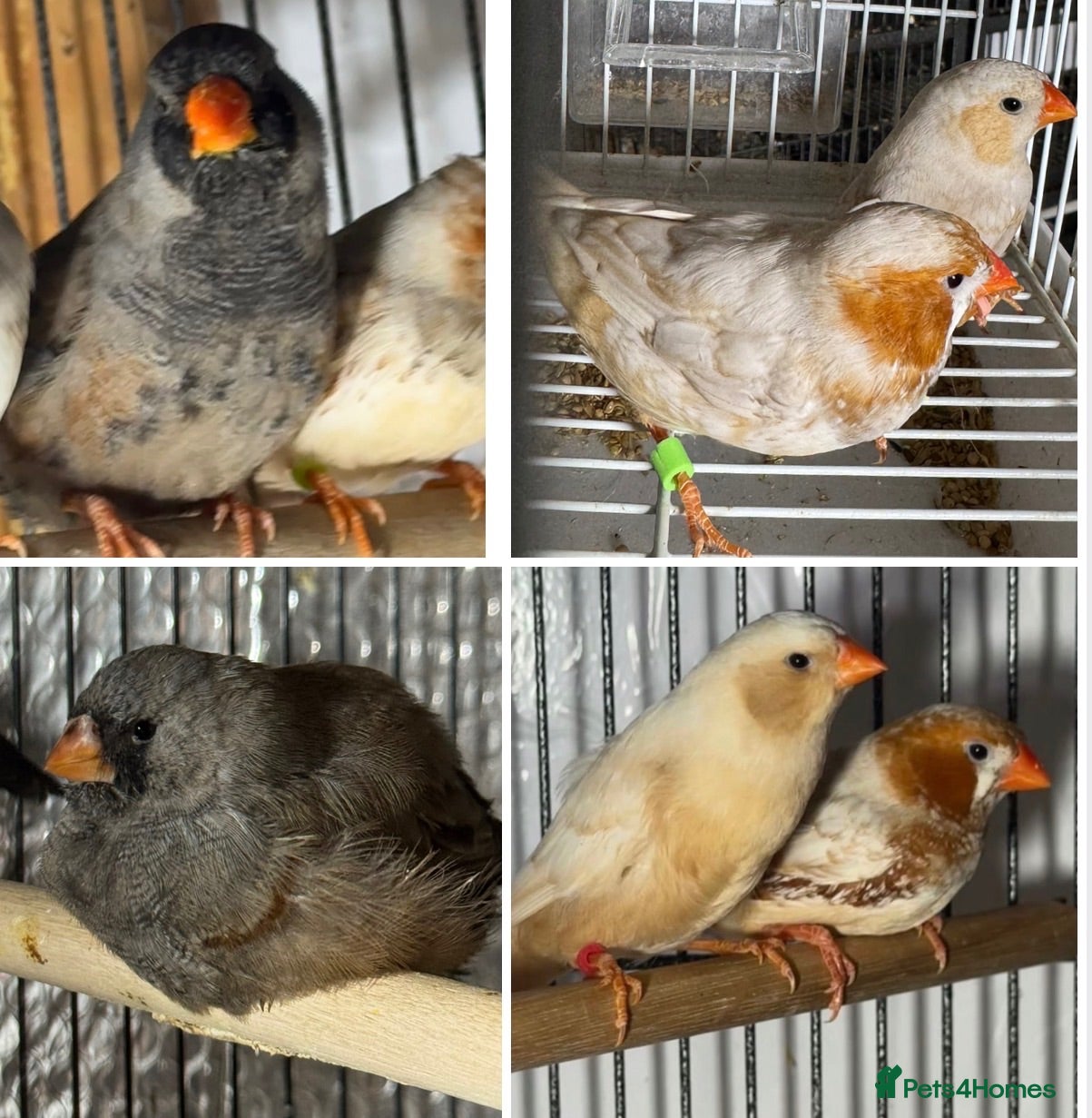 Mixed Breed birds Zebra Finches  - Advert 19