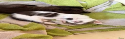 Mixed Breed cats for sale: Two female kittens for sale - Advert 3