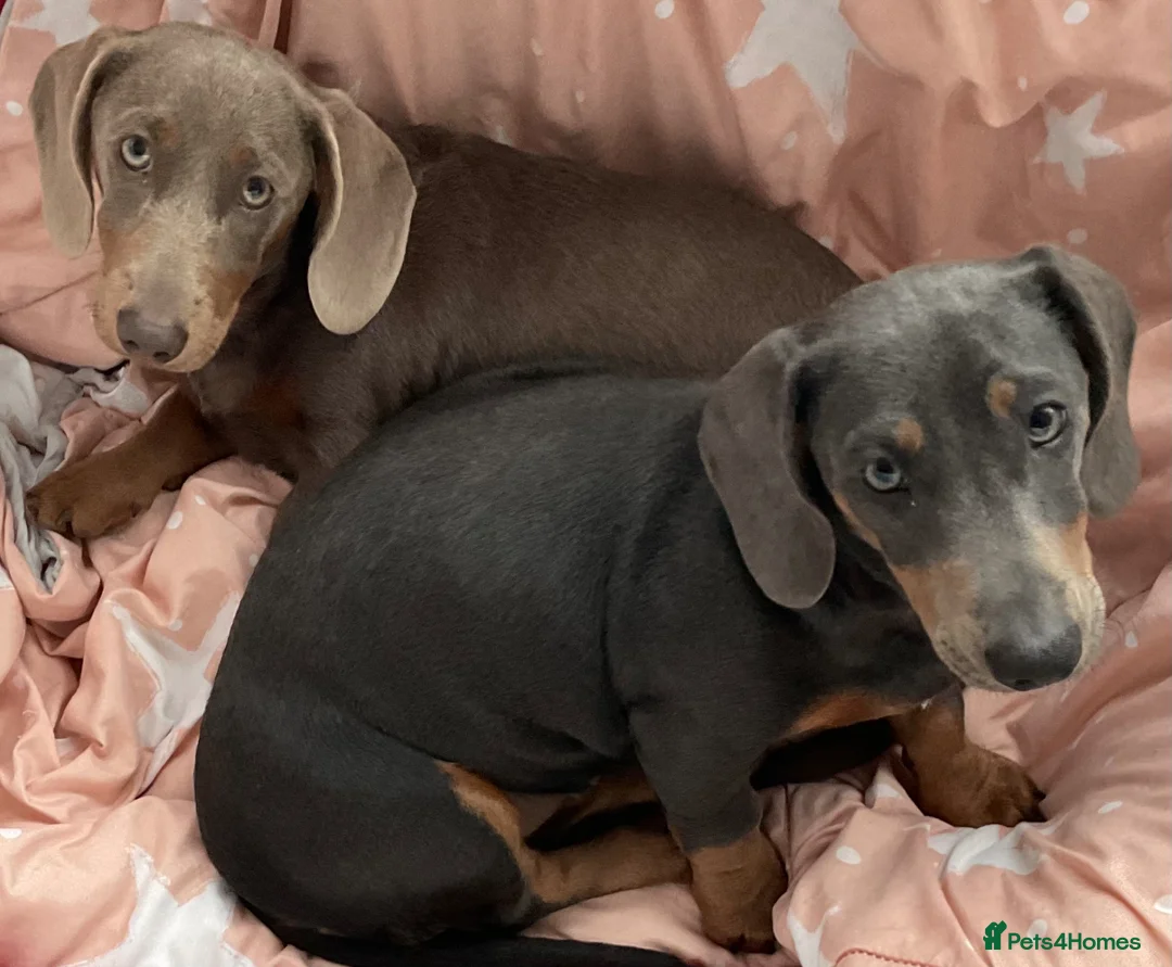 Miniature Dachshund dogs for sale:  Miniature dachshunds in Southport REDUCED  - Advert 1
