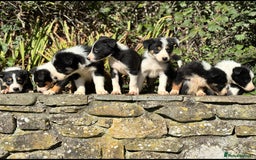 Border Collie dogs for sale: Gorgeous Border Collie Pups - Image 3