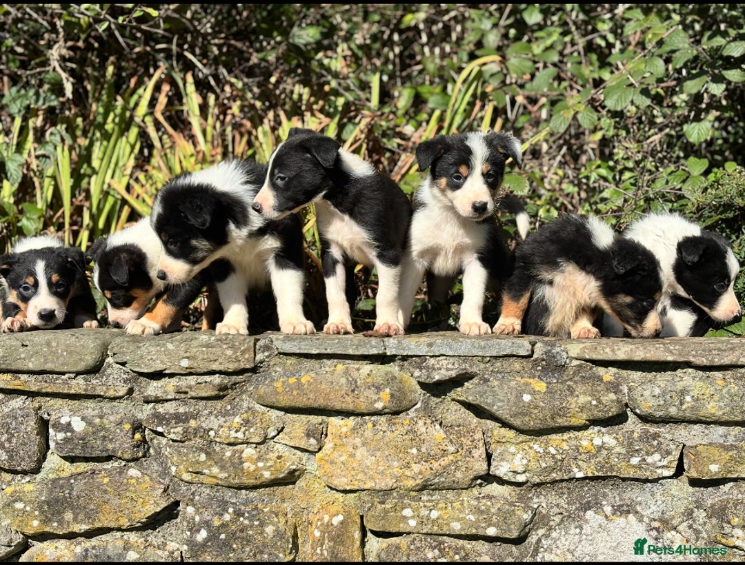 Border Collie dogs for sale: Gorgeous Border Collie Pups - Image 3