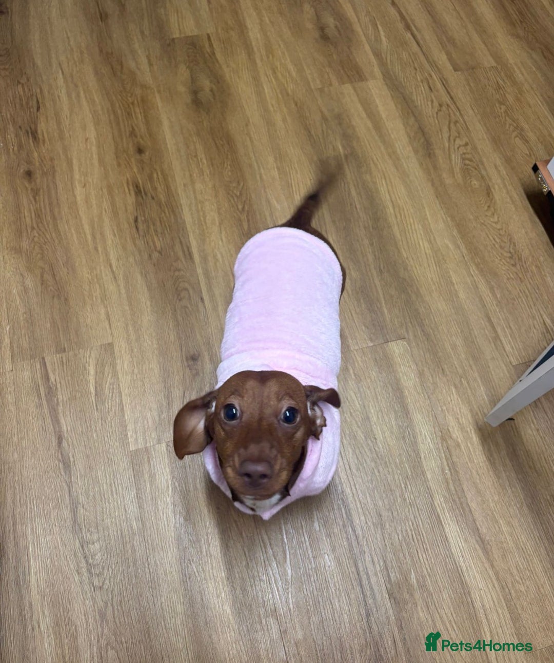 Miniature Dachshund dogs for sale: Miniature Dachshund Betsy  - Advert 4