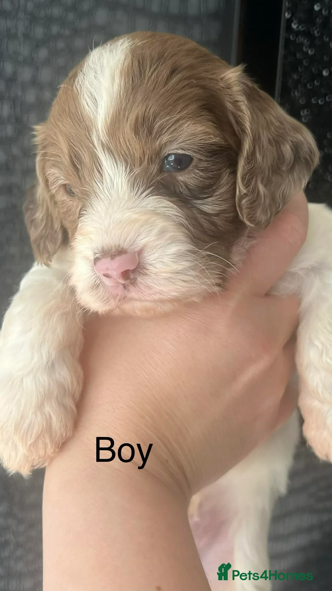 Sproodle dogs for sale: 💕Adorable Sprockerpoos Puppies , Ready 20th Apirl - Advert 10