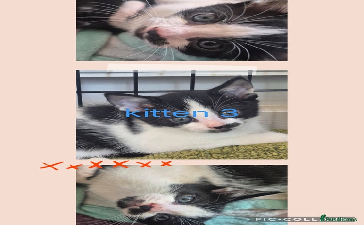 Mixed Breed cats - Advert 14