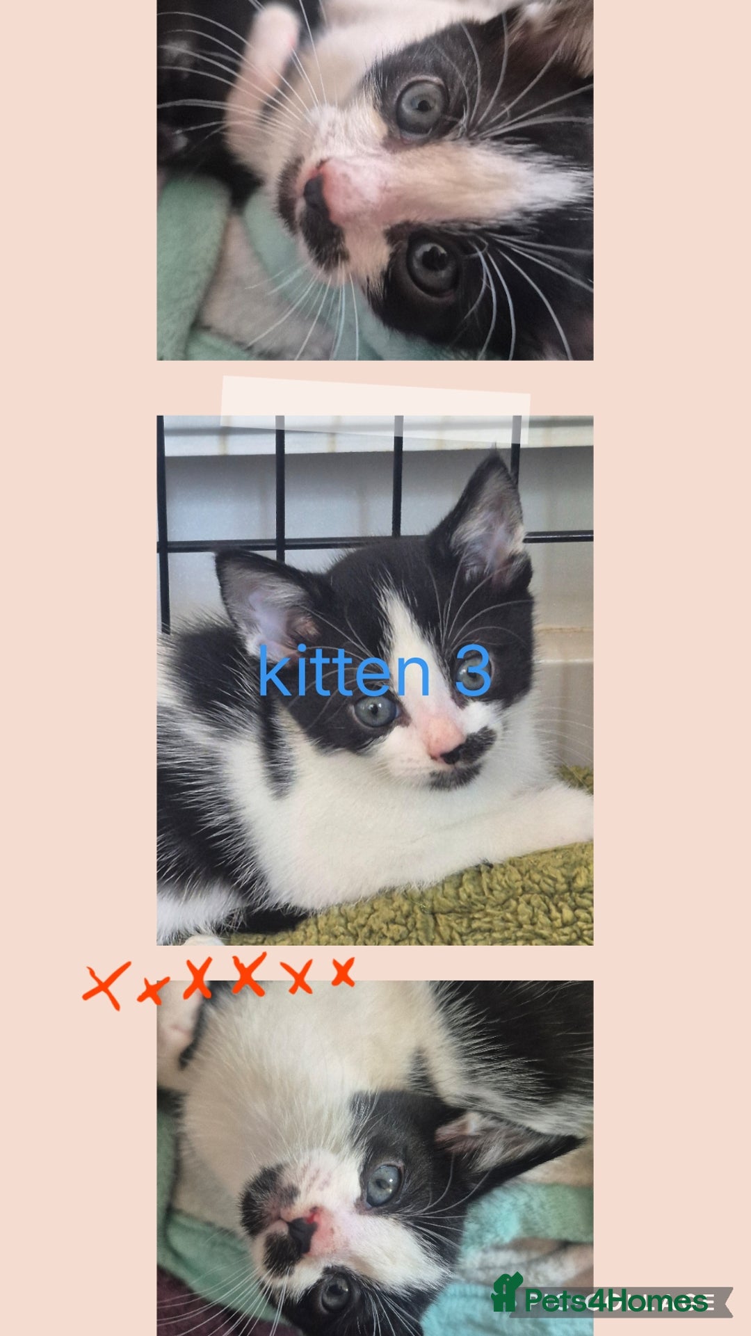 Mixed Breed cats for sale: Mixed breed kittens - Image 1