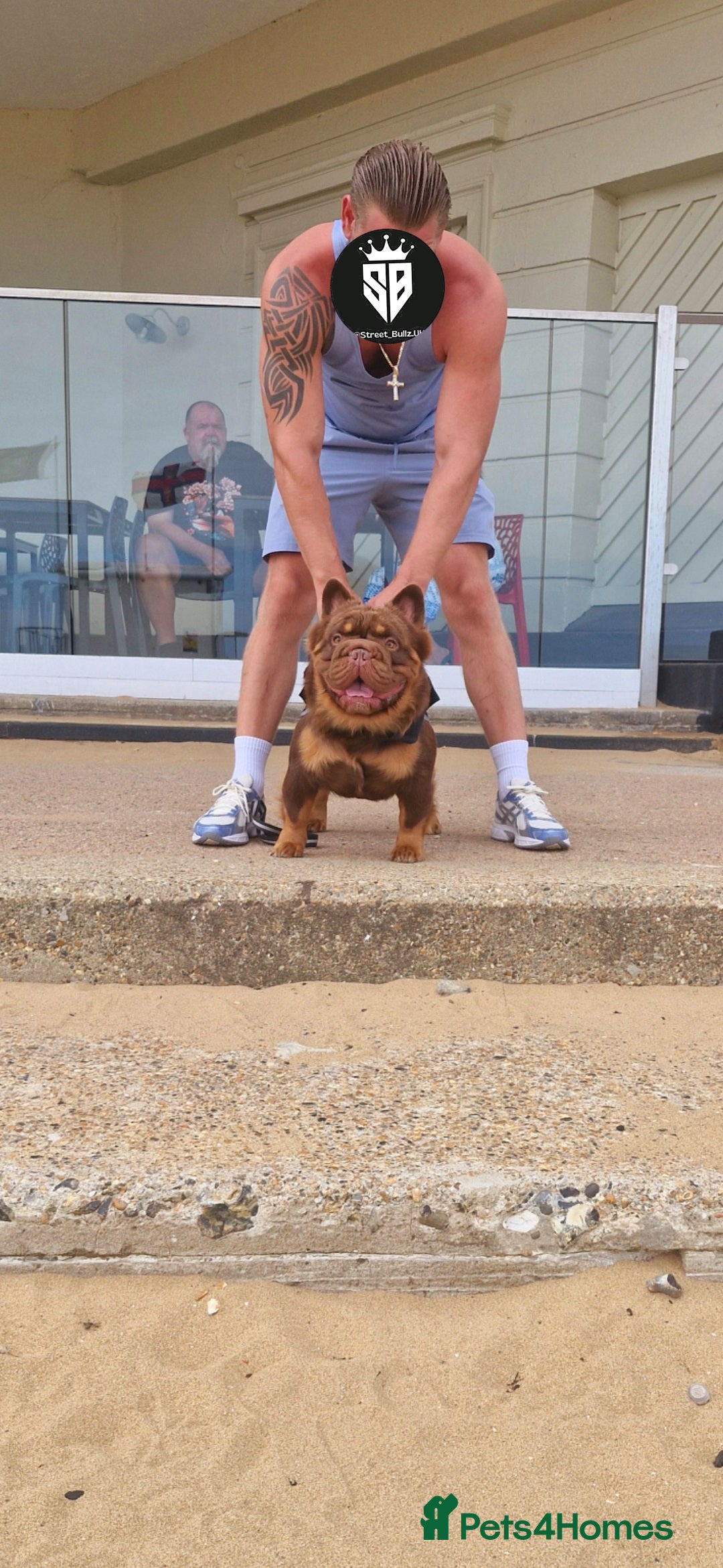French Bulldog dogs for stud: Fluffy Rojo & Cherry Tan Big🪢 STUD £500 in South Ockendon - Image 2