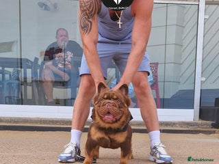 French Bulldog dogs in South Ockendon - Advert 5