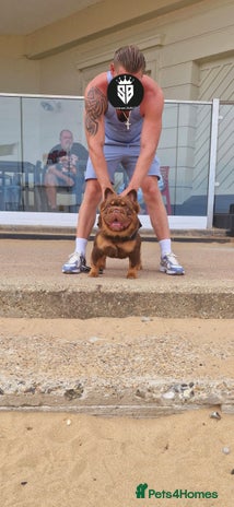 French Bulldog dogs in South Ockendon - Advert 1