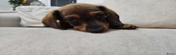Dachshund dogs for sale: Beautiful Wild Boar Kaninchen Dachshund in Colchester - Advert 7