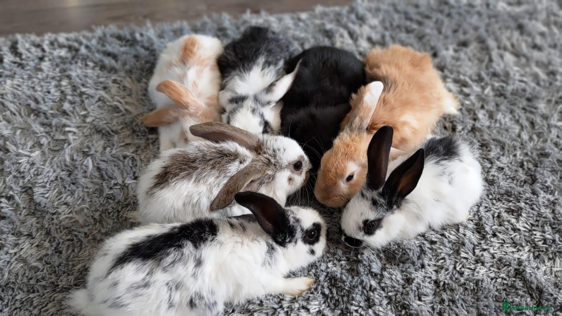 Mini Lop rabbits Cute & Loving French x Mini Lop. Read Description! - Advert 1