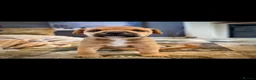 Mixed Breed dogs for sale: Adorable patterjack/Lakeland puppies - Advert 5