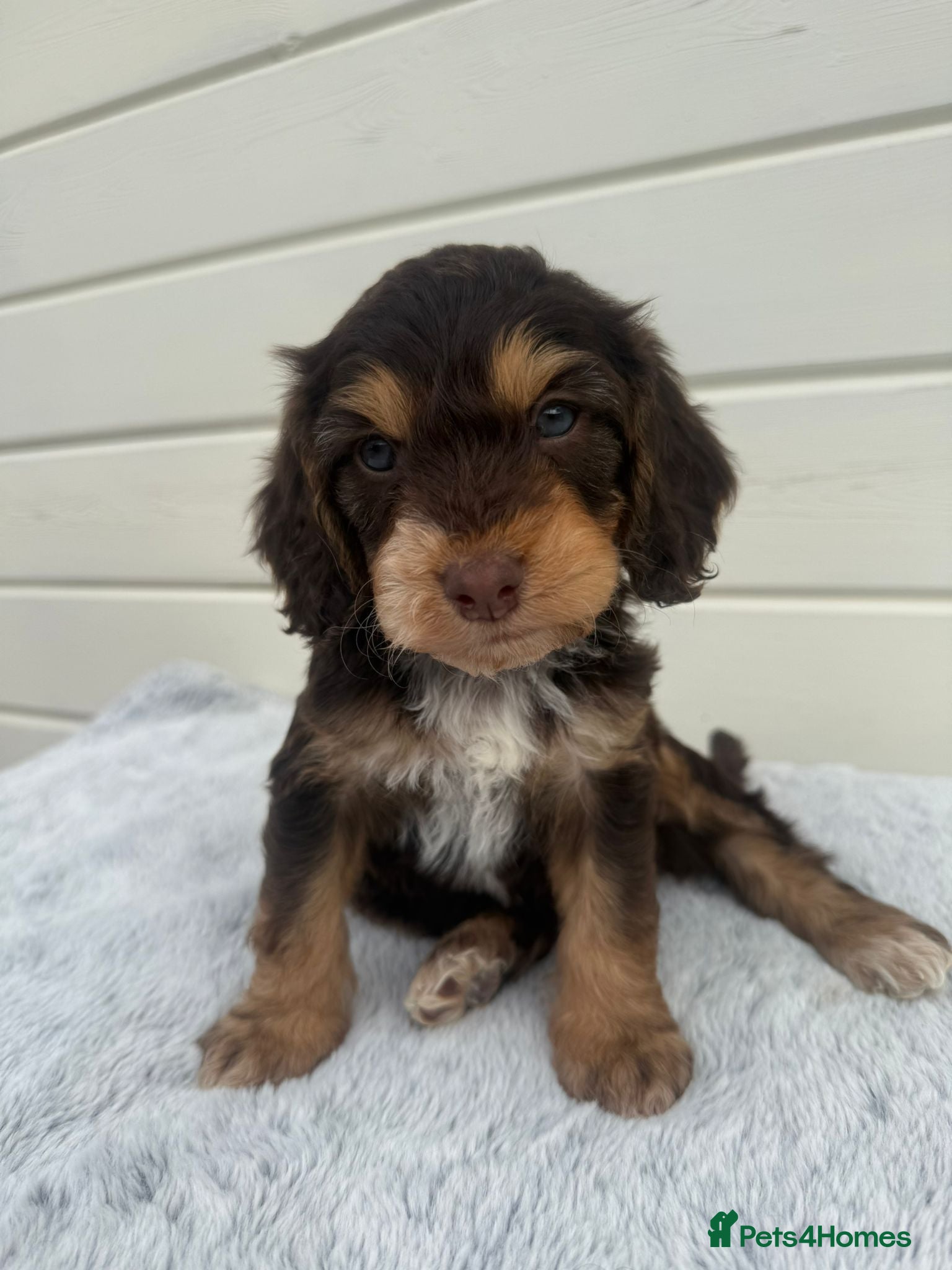 Cockapoo dogs Gorgeous F1B Cockapoo Puppies – 5 Boys, 1 Girl - Advert 1