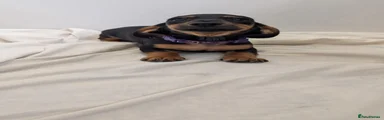 Miniature Dachshund 3
