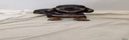 Miniature Dachshund dogs for sale: Ready to Go Beautiful miniature Dachshund  - Advert 9