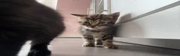 Mixed Breed cats for sale: Kittens for sale  - Advert 11