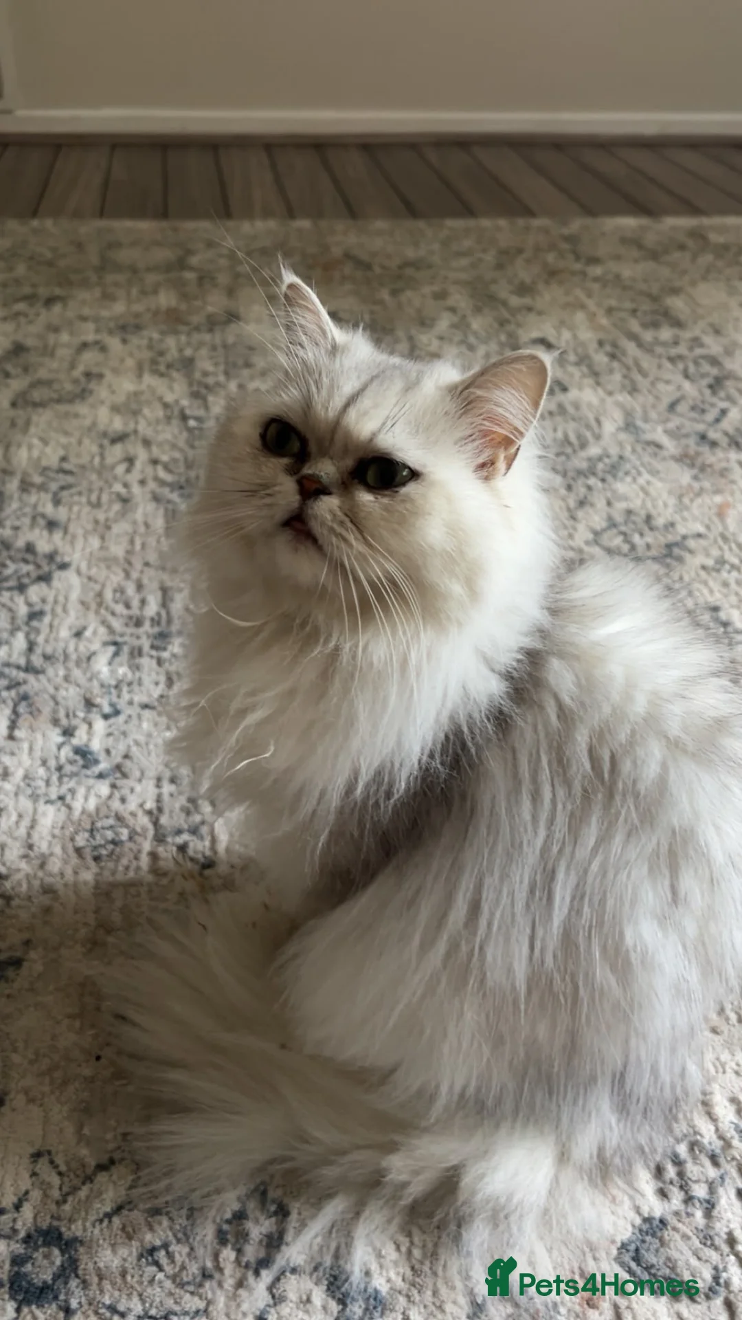 Persian cats for sale: WHITE PERSIAN  - Advert 2