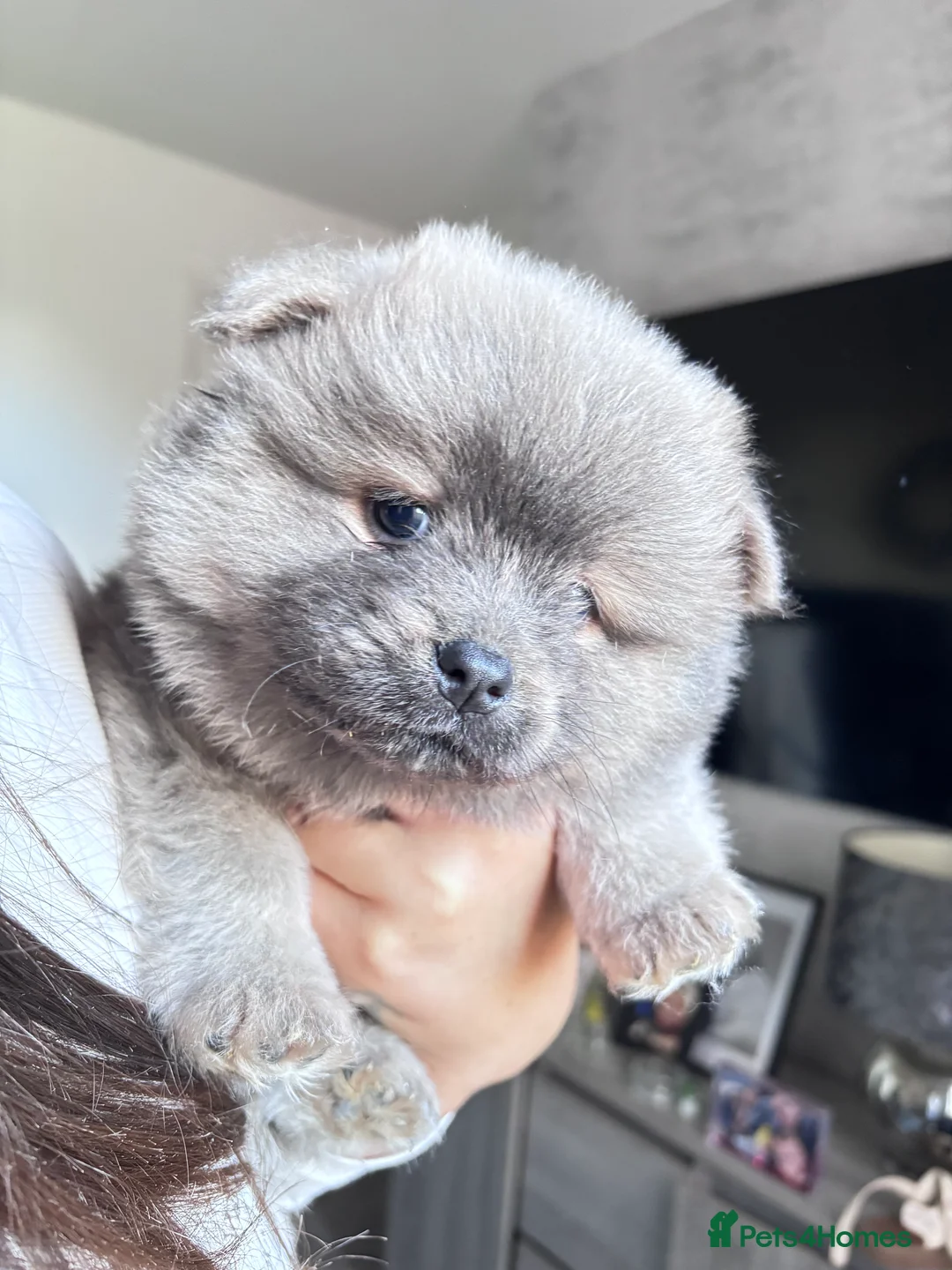 Mixed Breed dogs for sale: Chowpom puppies - Advert 3