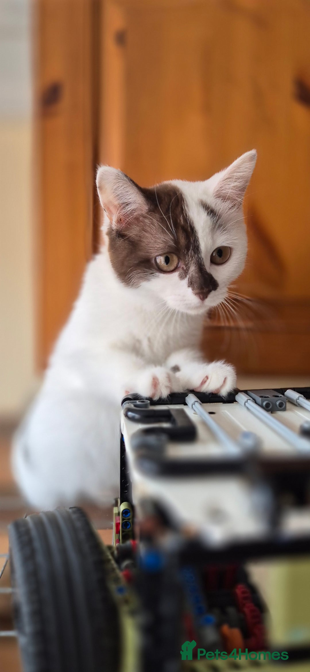 British Shorthair cats for sale: British Shorthair kittens  - Image 11