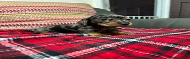 Miniature Dachshund 1