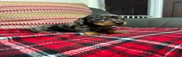 Miniature Dachshund dogs for sale: Miniature dachshund puppies for sale  - Advert 3