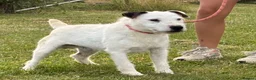 Jack Russell dogs for sale: Male Jack Russell - Advert 1