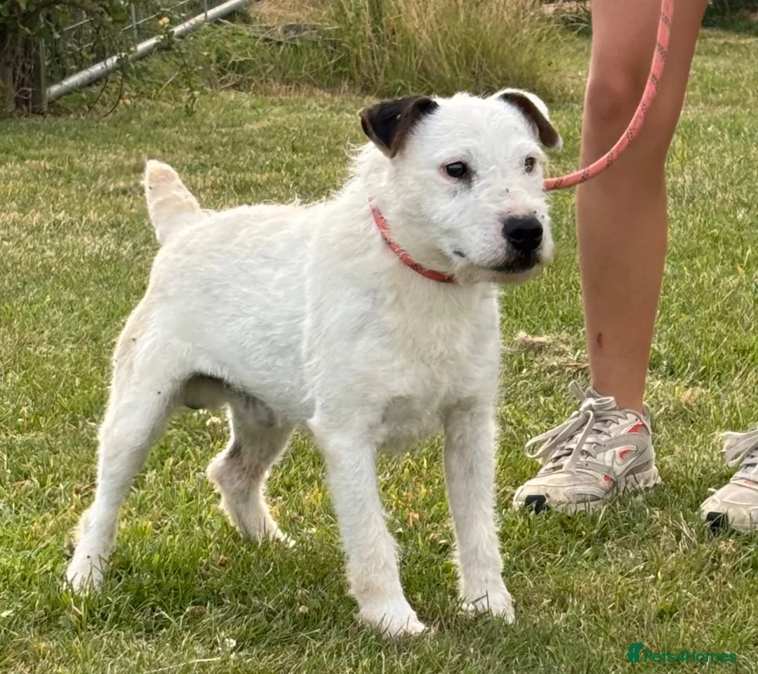 Jack Russell dogs for sale: Male Jack Russell - Advert 1