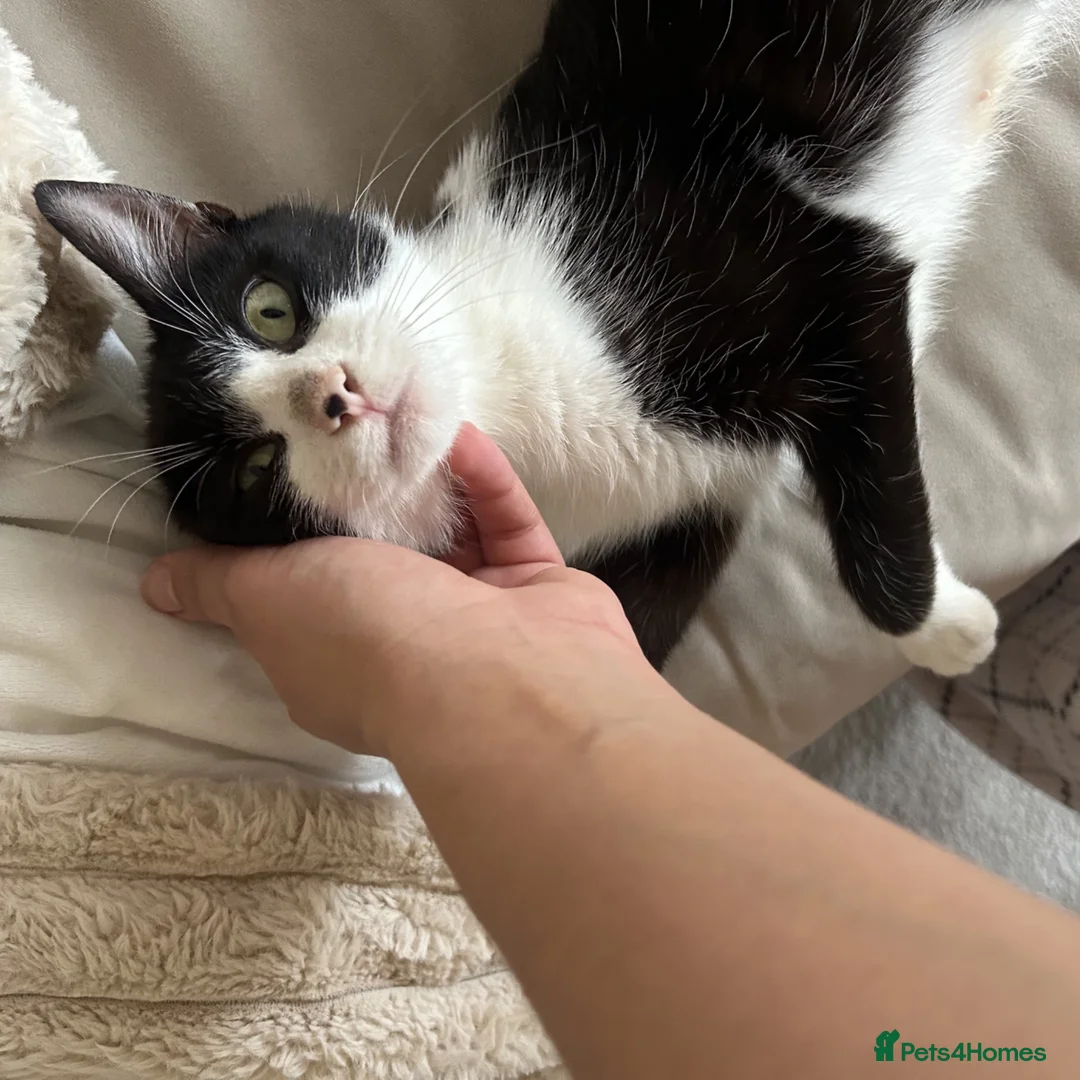 Mixed Breed cats for adoption: Teen Beauty Queen - Advert 1