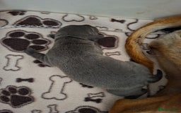 Staffordshire Bull Terrier dogs for sale: Staffy pups ready 26th august 2 brindle 3 blue - Image 34