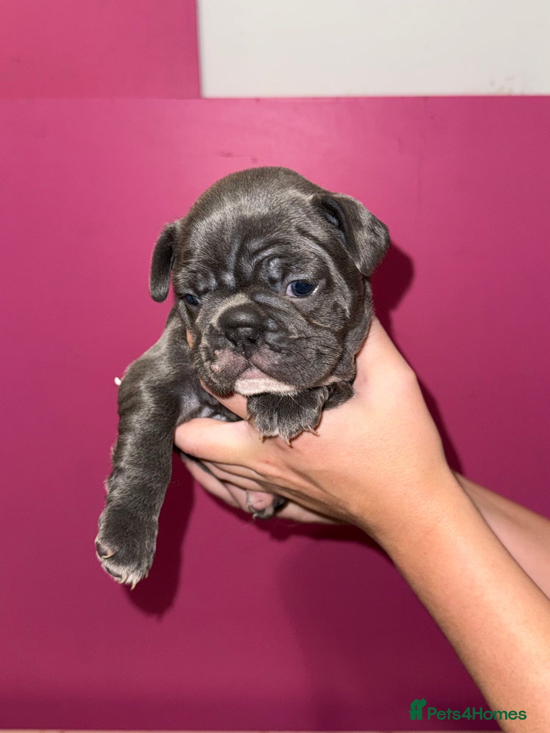 French Bulldog dogs for sale: 5 female French Bulldog –9 weeks old💙 🐾 - Advert 34