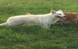 German Shepherd dogs for sale: Outstanding long coat German shepherd puppies  - Image 25