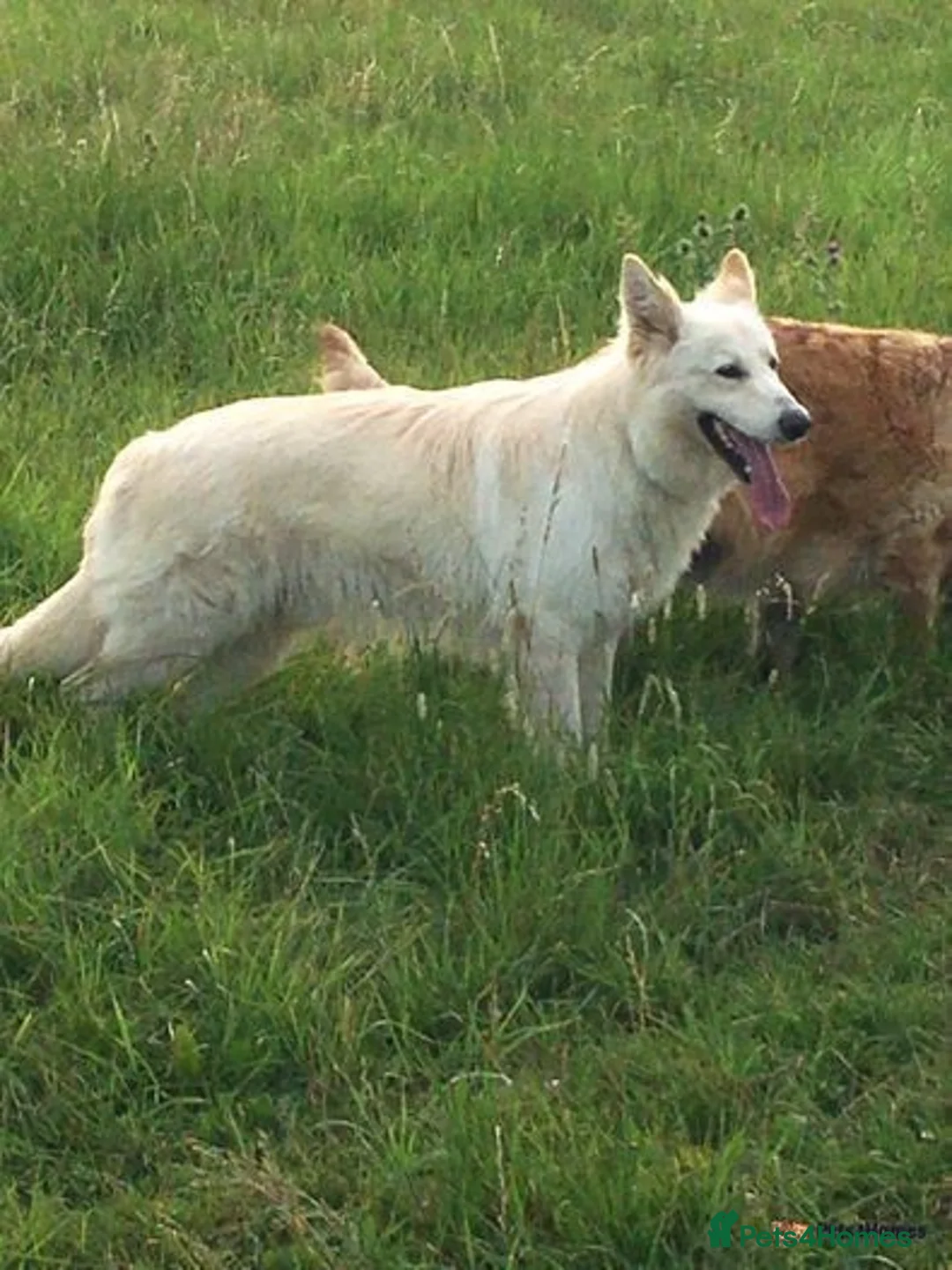German Shepherd dogs for sale: Outstanding long coat German shepherd puppies  - Image 25