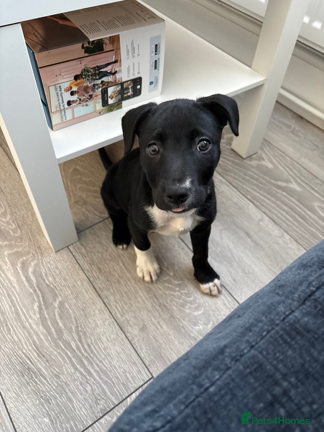 Bull Terrier Border Border Collie Lab Pitbull Mix Dog Breeds