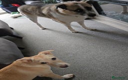 Mixed Breed dogs for adoption: Fely  - Image 5